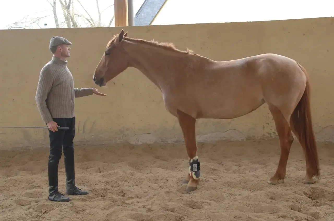 Un homme en casquette et pull offre une friandise à un cheval dans la cense.