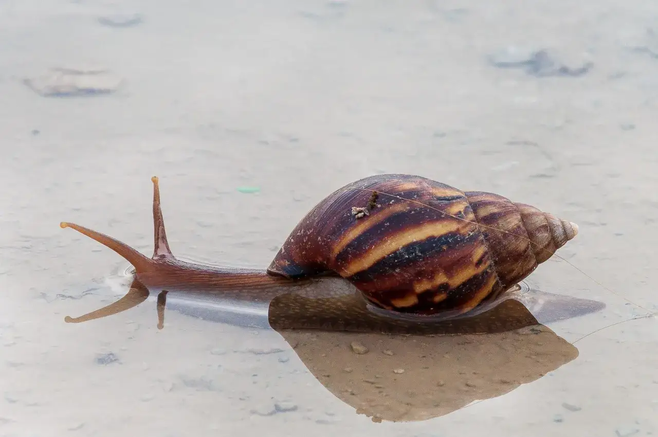 Gros escargot &agrave; la coquille stri&eacute;e, se d&eacute;pla&ccedil;ant lentement dans une flaque d'eau, tel un explorateur de la limn&eacute;e des &eacute;tangs.