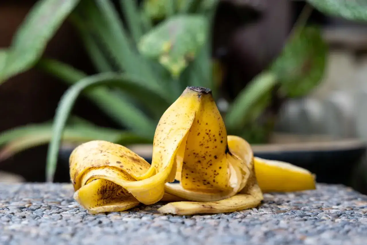 Skórki bananów, naturalny nawóz z bananów do jakich roślin? Idealny dla róż, pomidorów i papryki, wzbogaca glebę.