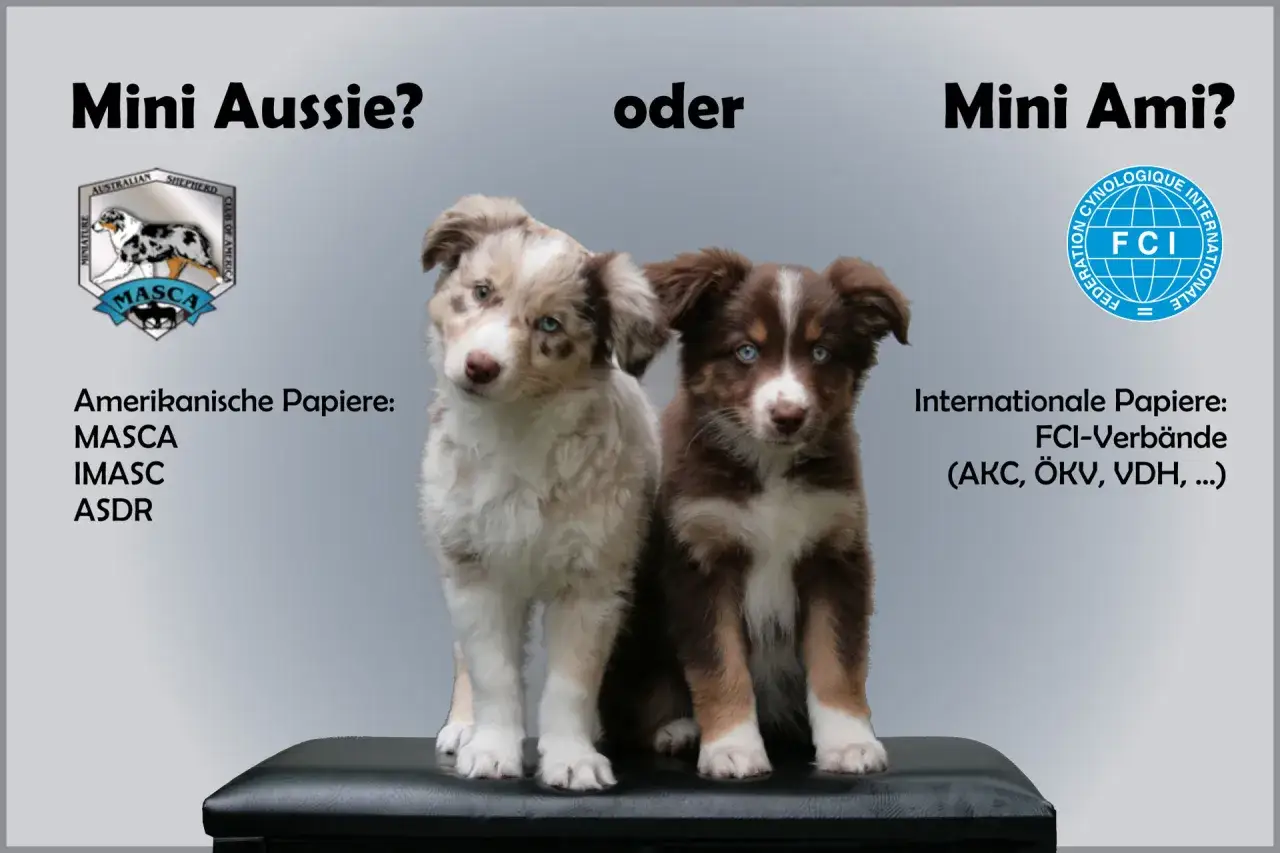 Zwei s&uuml;&szlig;e Welpen, ein heller und ein brauner, stellen die Frage: Mini Australian Shepherd oder Mini Ami?