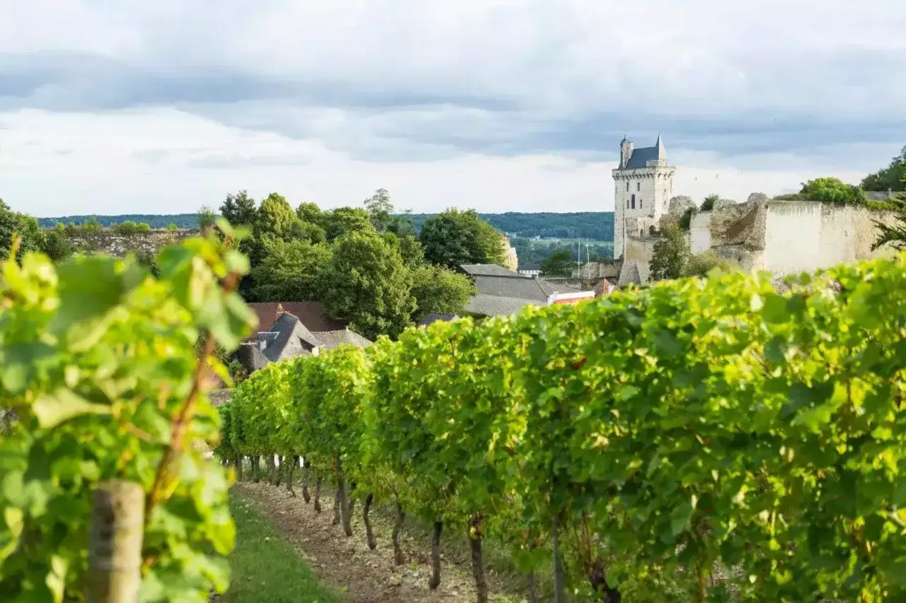 Weinberge vor einer Burgruine, die an Henri Bourgeois erinnert.