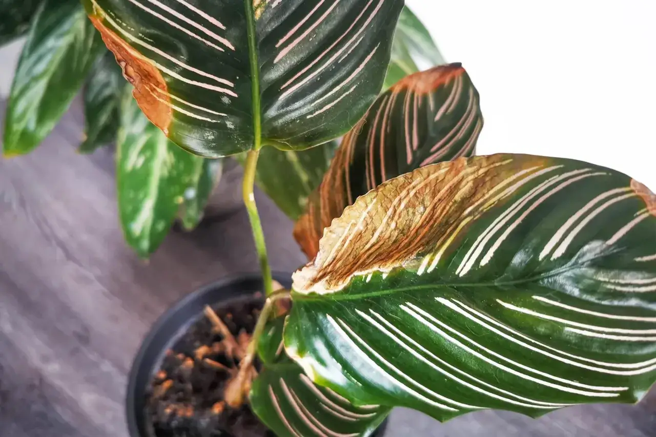 Braune Blattspitzen bei Calathea? Das deutet auf Probleme bei der Calathea Pflege hin. Vielleicht zu trockene Luft oder falsches Gießen.
