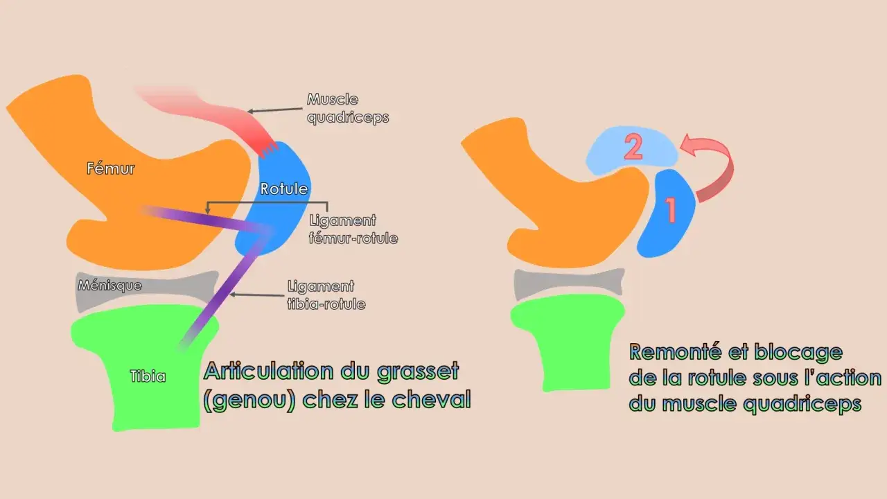 Illustration de l'anatomie postérieure du cheval : fémur, rotule, ligaments et ménisque. Le blocage de la rotule est montré.