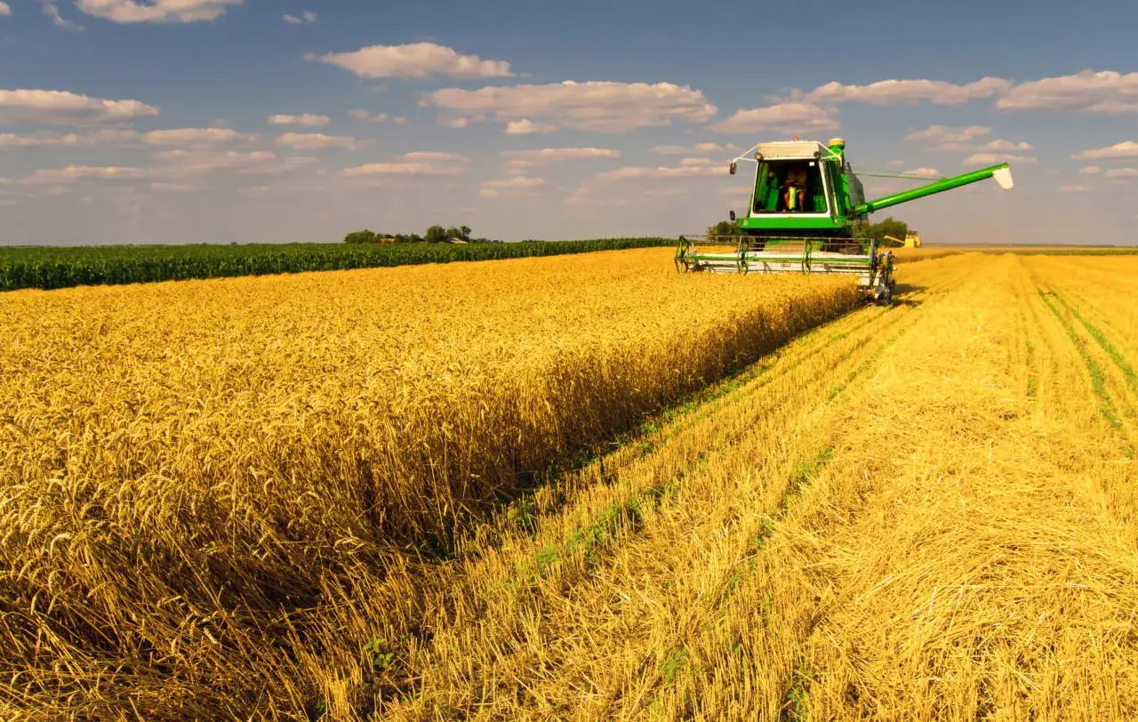 Mietitrebbiatrice verde in azione, raccoglie il grano dorato sotto un cielo azzurro con nuvole bianche. La coltivazione del grano &egrave; al suo culmine.
