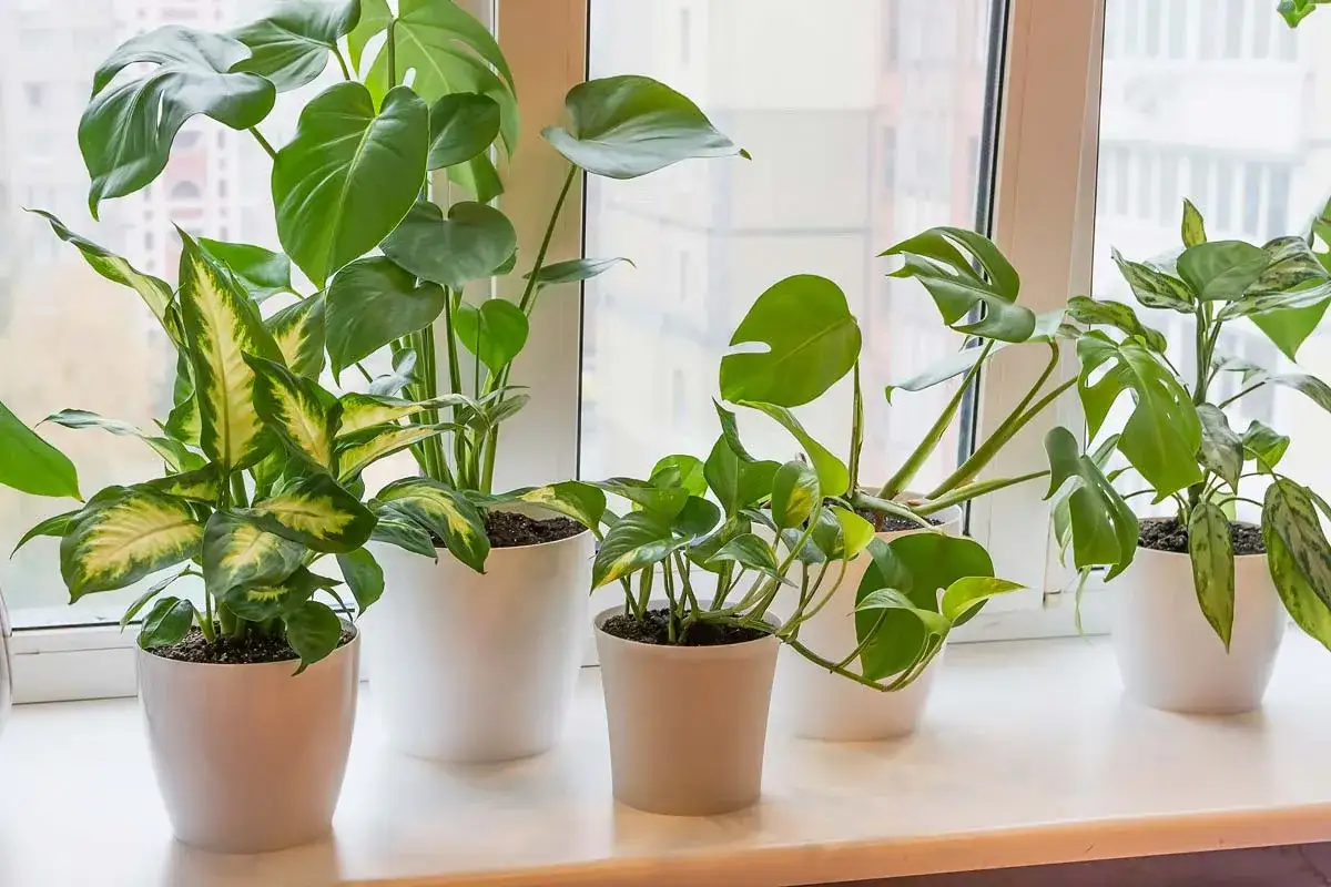 Zielone, niewymagające kwiaty na parapet: monstera, difenbachia i epipremnum tworzą bujną kompozycję.