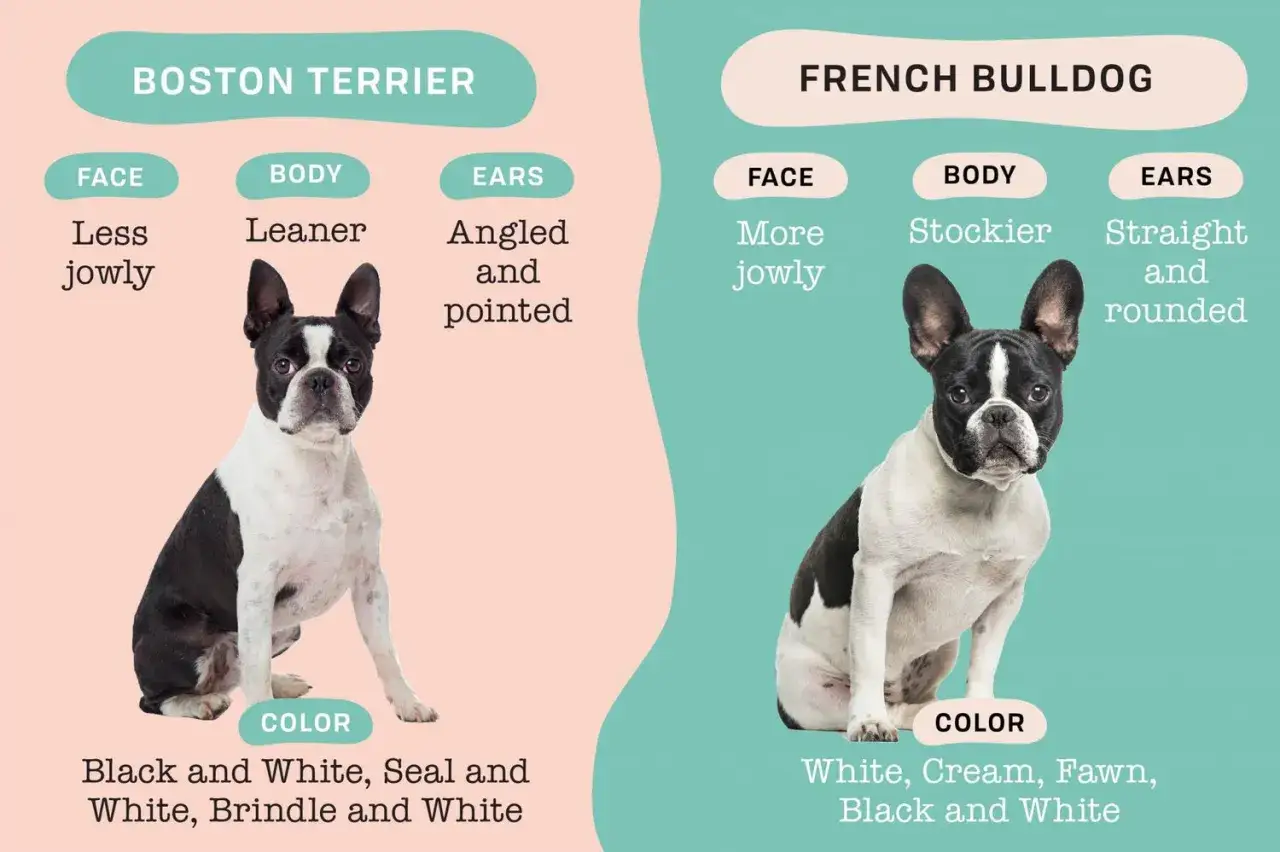 Boston Terrier vs Mops porównanie