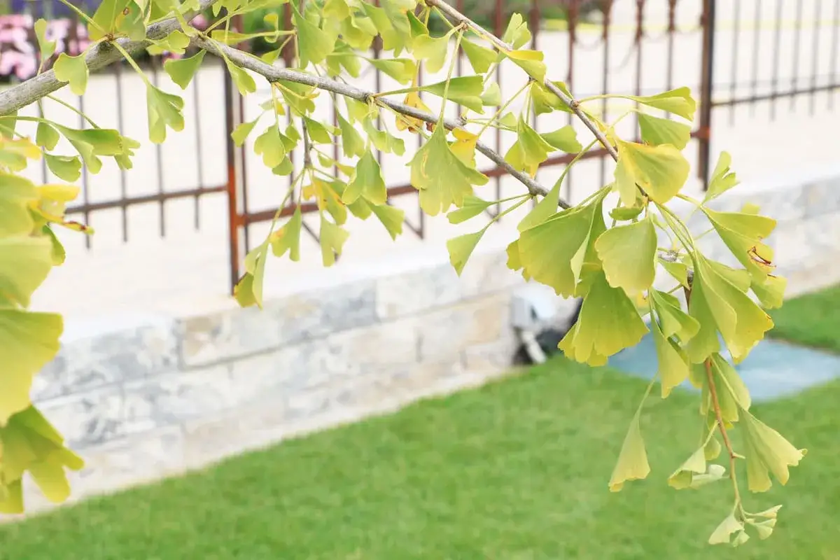 Ginkgo-Zweig mit fächerförmigen Blättern, bereit für den Rückschnitt. Der Herbst naht, die Blätter färben sich gelb.