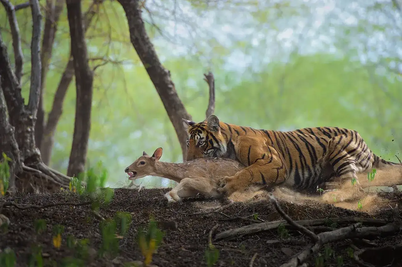Un tigre cazando un ciervo. As&iacute; es como los tigres obtienen su alimento.