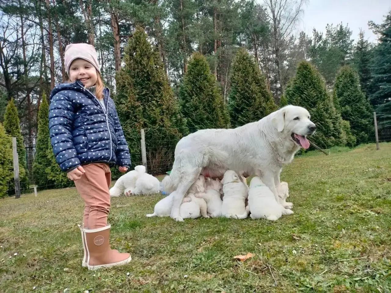Uśmiechnięta dziewczynka i mama owczarka podhalańskiego z gromadką szczeniąt. Rozważasz zakup? Sprawdź owczarek podhalański cena.