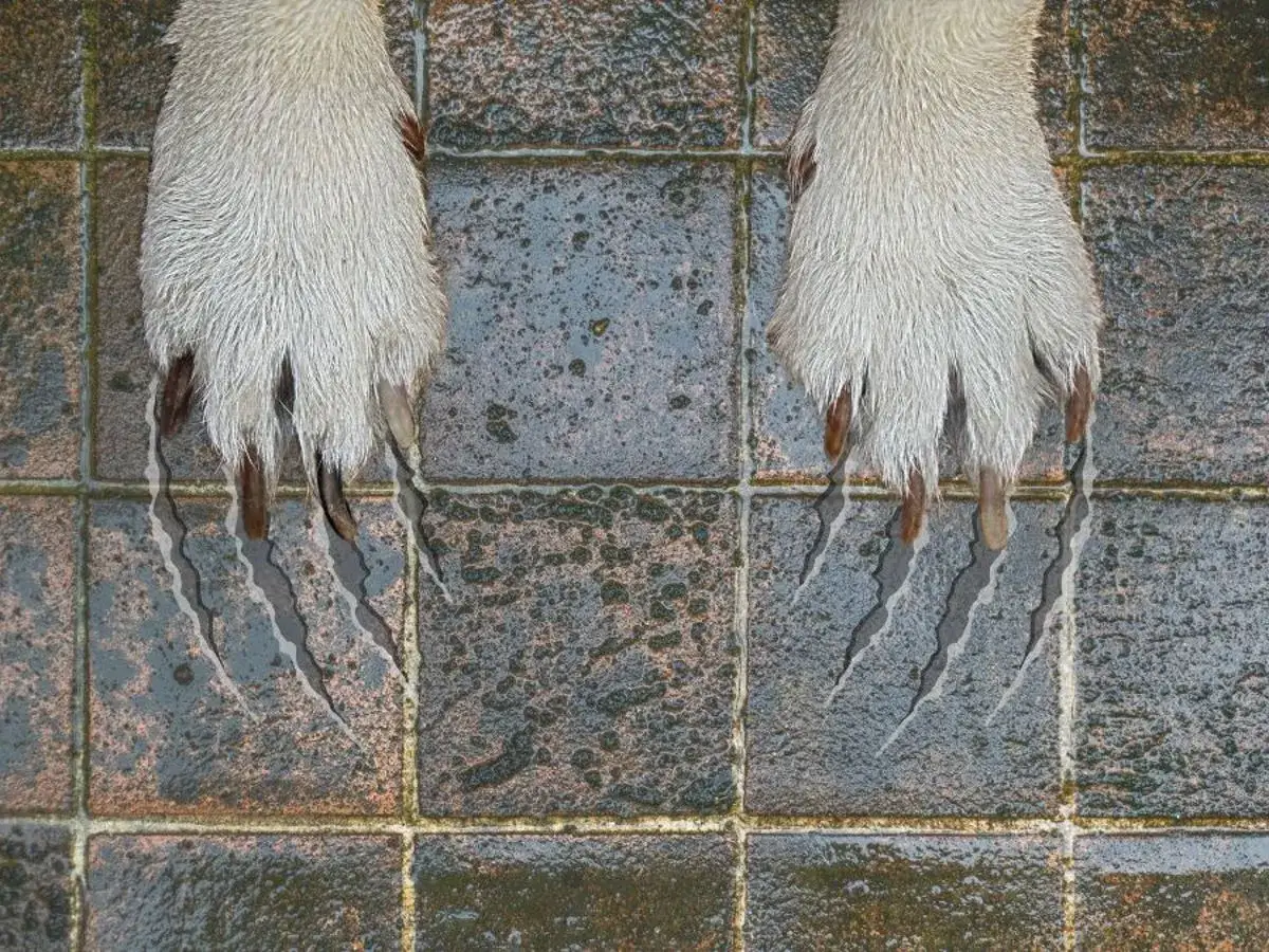 Las garras de mi perro rascan el suelo mojado por la noche, dejando marcas.