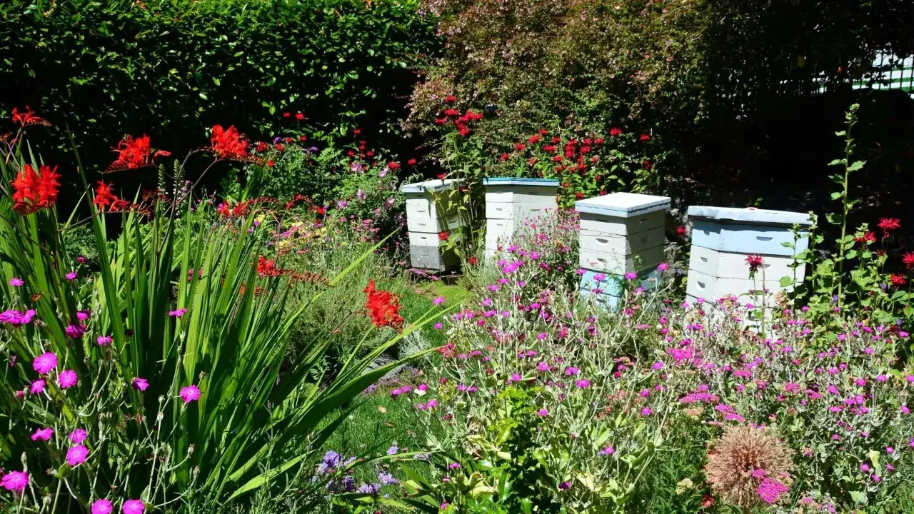 Jard&iacute;n florido con colmenas, ideal para saber como atraer abejas. Flores rojas y rosas rodean las colmenas.