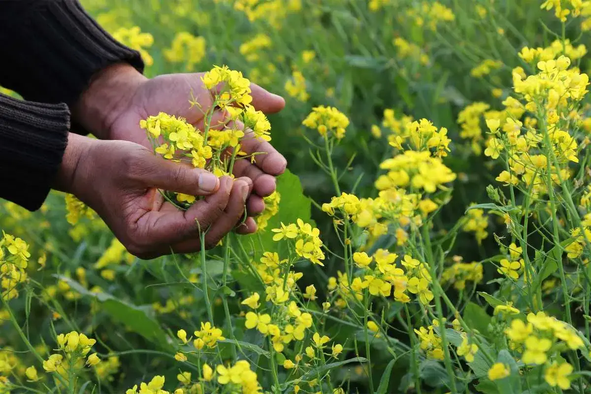 Mains tenant des fleurs de moutarde, un engrais vert prometteur. Le champ jaune s'étend à perte de vue.