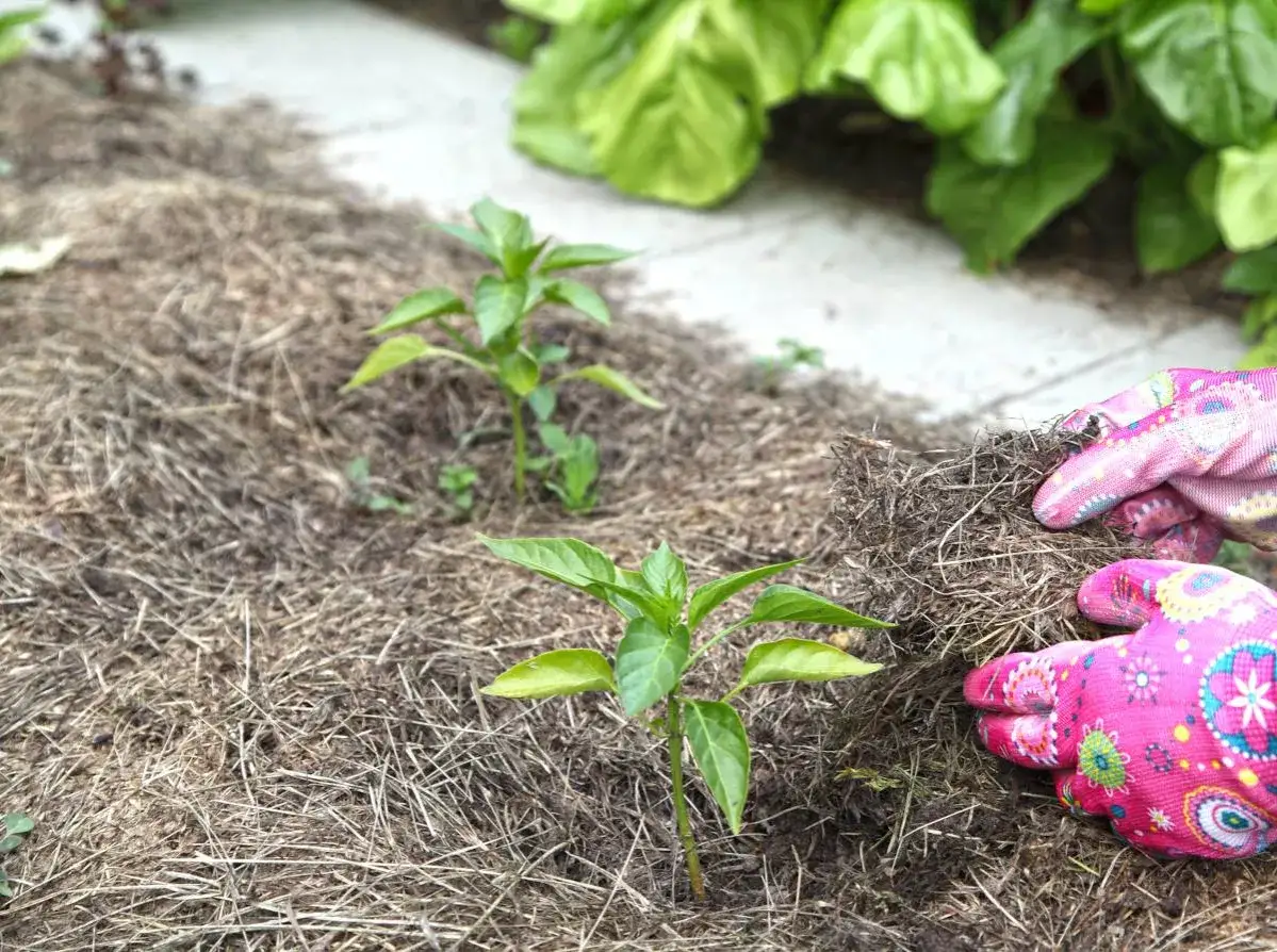 Des jeunes plants de poivrons poussent dans un paillis de paille, créant un potager sans entretien. Des mains gantées ajoutent du paillis.