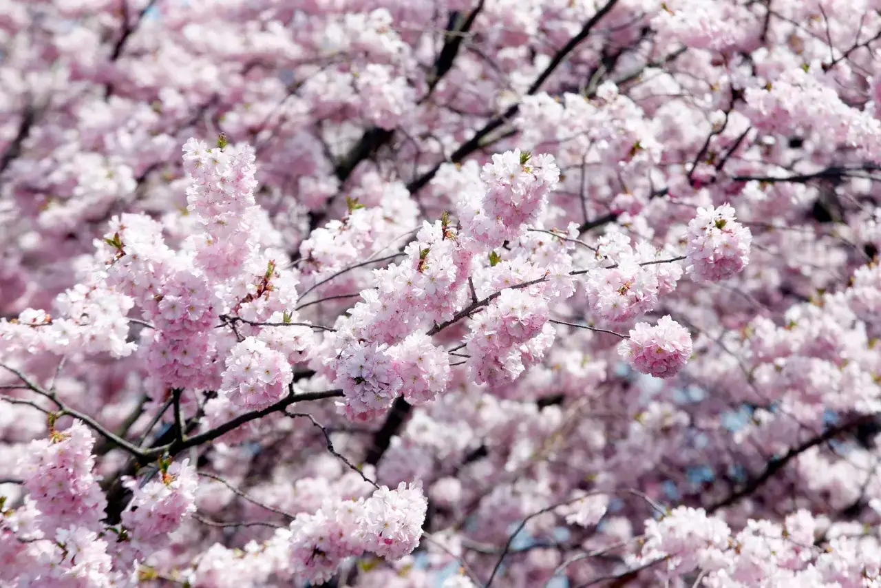 Zarte rosa Blüten bedecken die Äste eines Baumes, ein wunderschöner Anblick der Berliner Kirschblüte im Frühling.