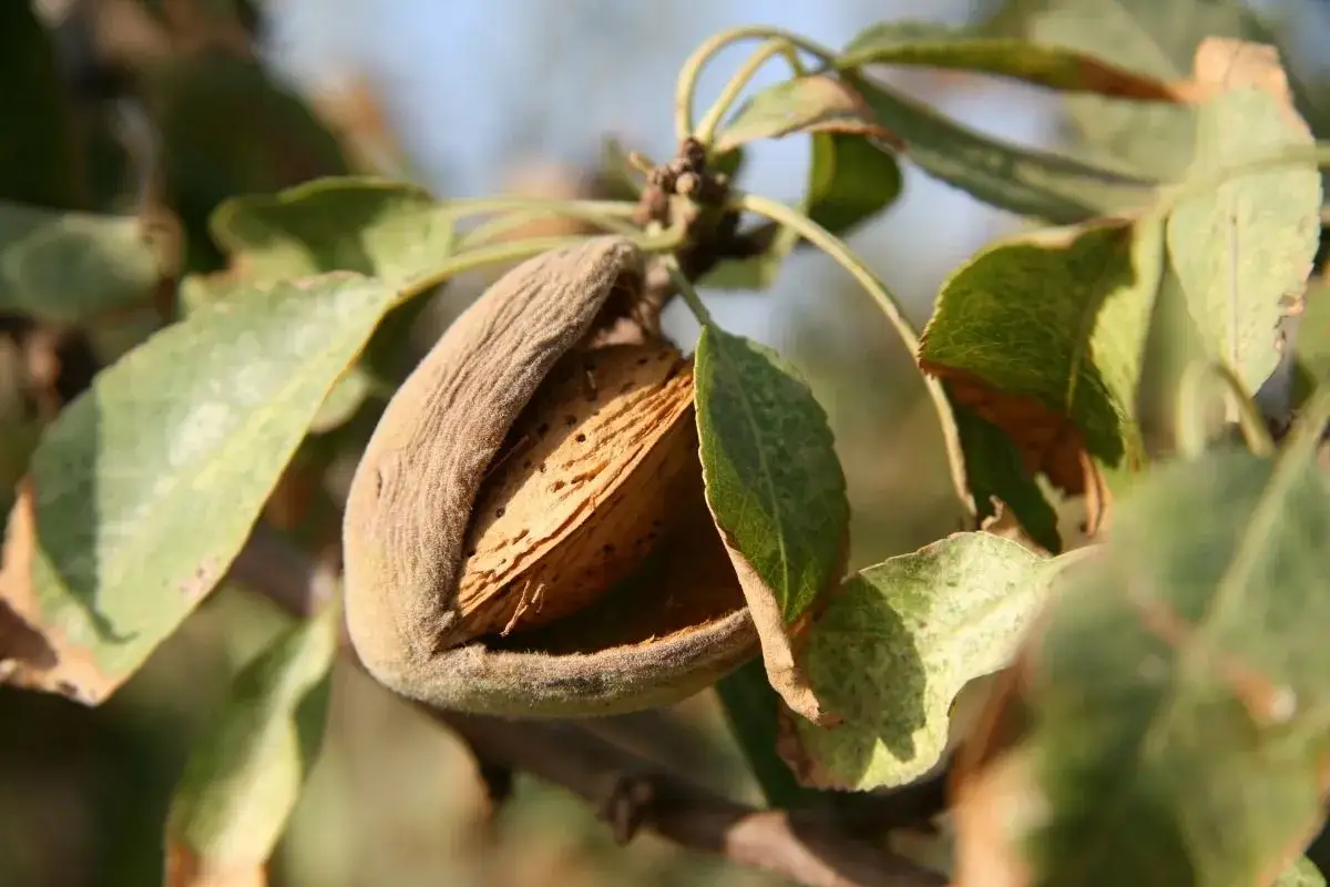 Mandorla matura su ramo, con guscio aperto che rivela il seme. Foglie verdi e secche indicano possibili malattie del mandorlo.