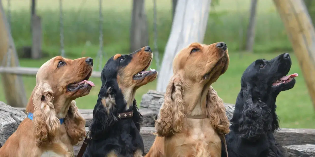 Cztery cocker spaniele w różnych kolorach: rudy, czarny i rudy z czarnym. Siedzą obok siebie, patrząc w górę.