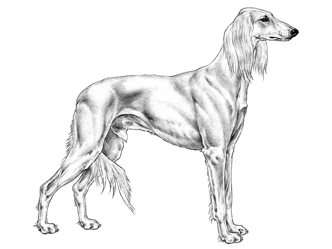 En elegant saluki hund i helfigur, tecknad med fina linjer. Dess långa, böljande päls och smäckra kropp framhävs.