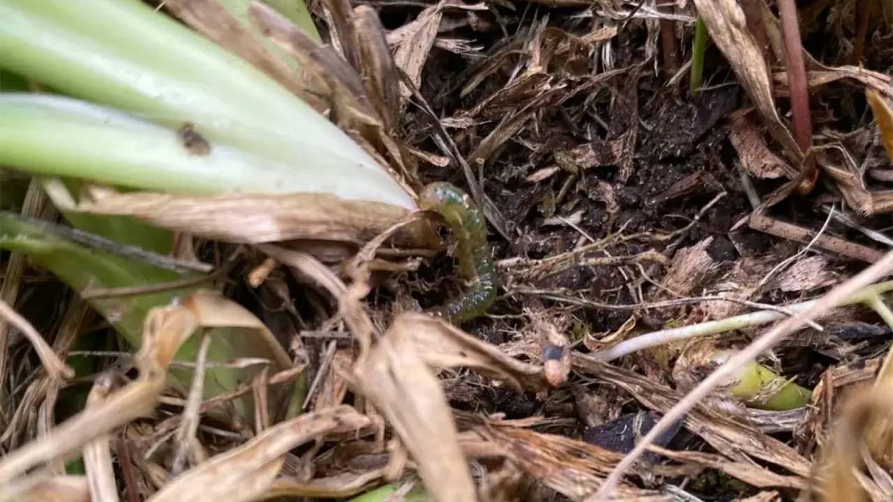 A green sod webworm larva is visible, indicating the need for sod webworm treatment.