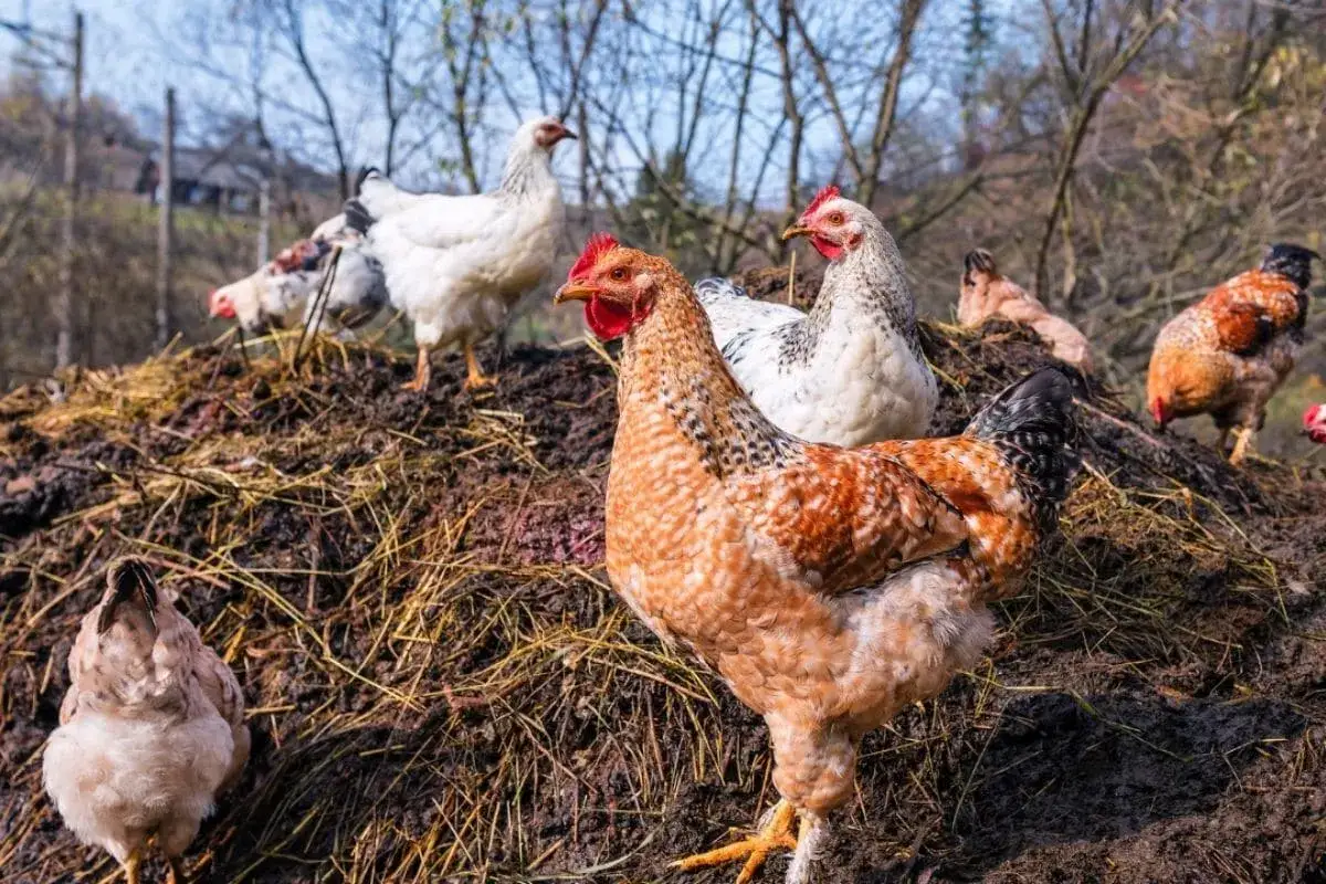 Des poules picorent sur un tas de fumier de poule, un engrais naturel riche pour le jardin.