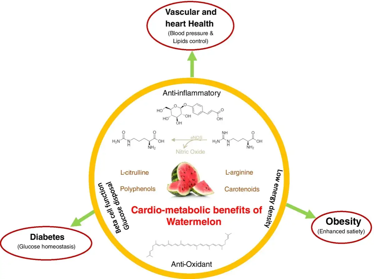 Cytrulina co daje? Pomaga w zdrowiu sercowo-metabolicznym, wspierając funkcje beta-komórek i zdrowie naczyń.