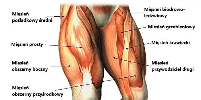 mięśnie nóg anatomia