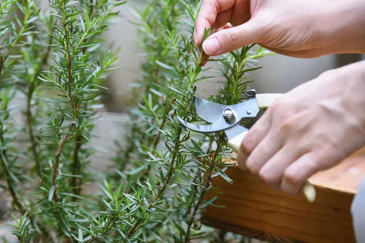 H&auml;nde ernten mit einer Gartenschere frische Rosmarinzweige f&uuml;r die K&uuml;che.