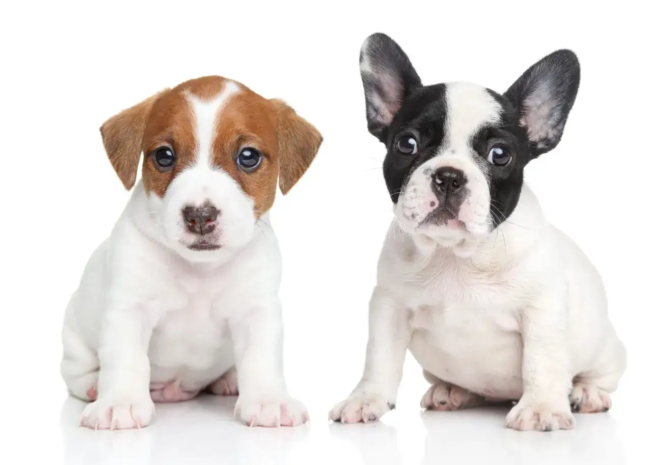 Dwa szczenięta, jeden Jack Russell Terrier, drugi buldog francuski, siedzą obok siebie. Czy to suczka czy pies?