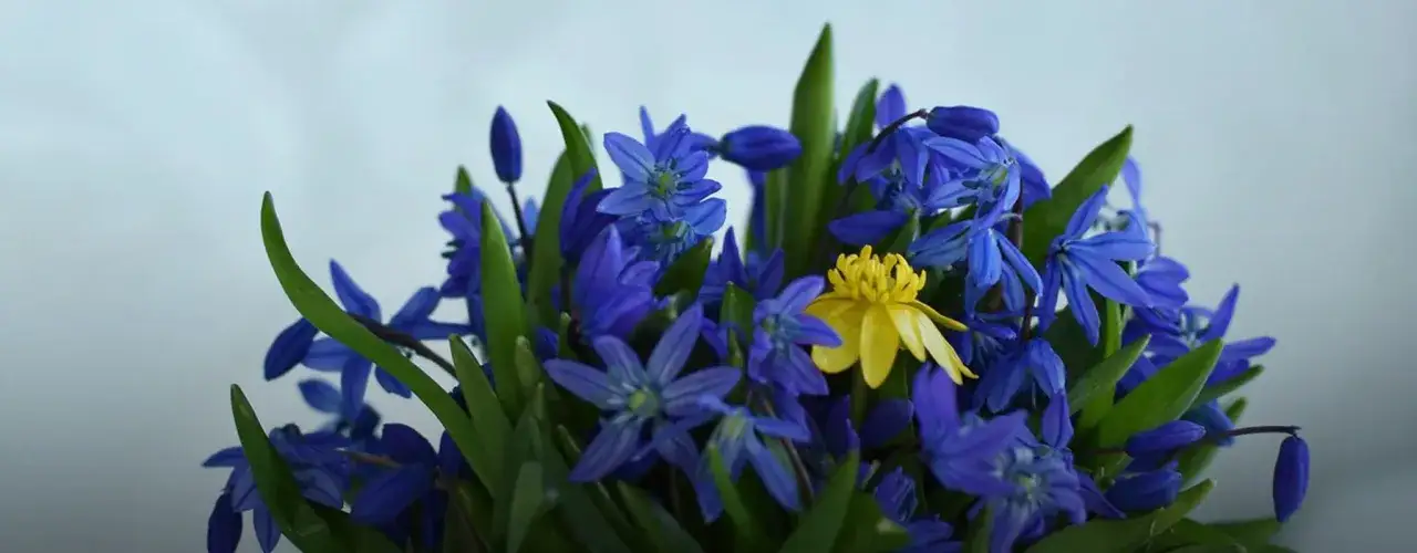 En bukett med bl&aring;sippor och en ensam gul blomma. Denna kombination ger en k&auml;nsla av hopp och att v&aring;ren &auml;r h&auml;r, vilket har en stor betydelse.