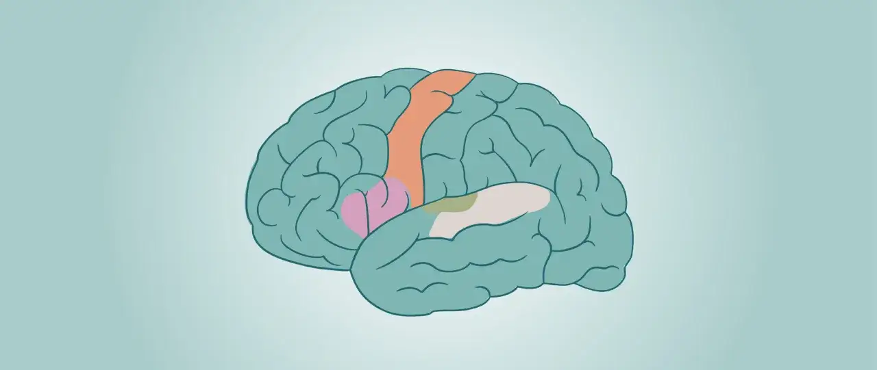 Cerebro con &aacute;reas coloreadas, ilustrando la memoria asociativa y sus ejemplos.