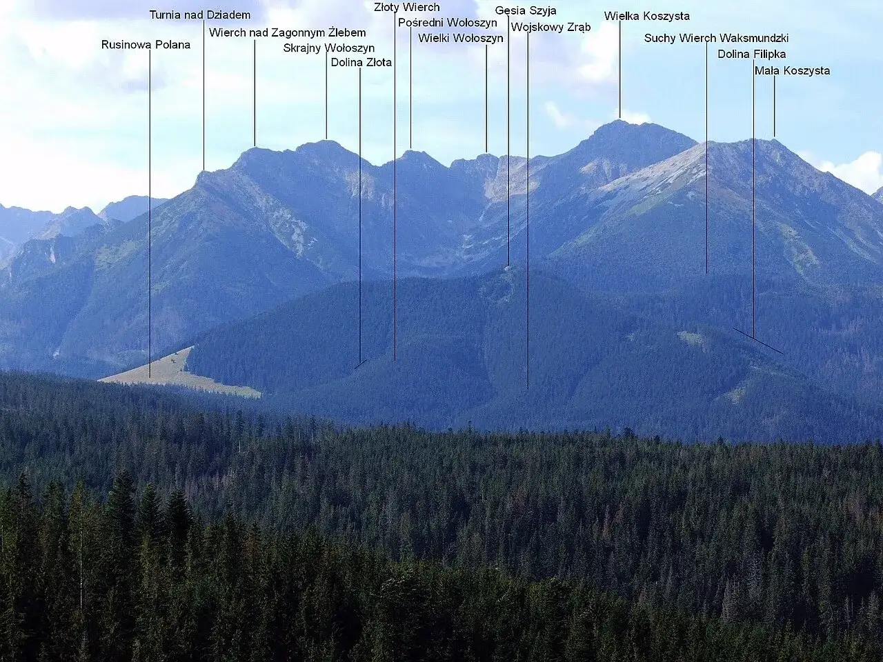 Gęsia szyja skąd wyruszyć? Widok na Tatry Wysokie z lasem w pierwszym planie. Szczyty: Wielka i Mała Koszysta, Gęsia Szyja.