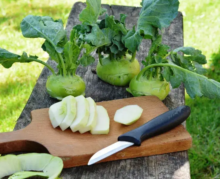 Zdjęcie Czy pies może jeść kalarepę: Cenne wskazówki dla właścicieli czworonogów