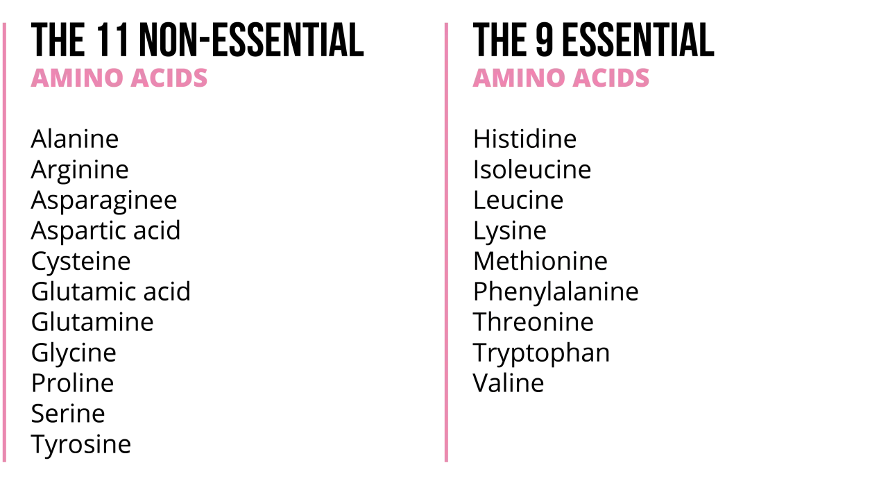 Liste des 11 acides amin&eacute;s non essentiels et des 9 acides amin&eacute;s essentiels.