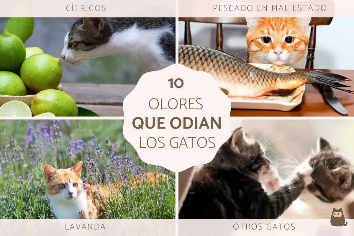 Gatos evitan c&iacute;tricos, pescado en mal estado, lavanda y otros gatos. Descubre los olores que odian los gatos.