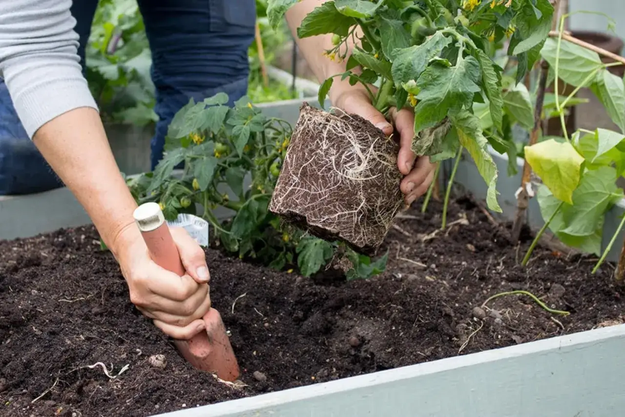 H&auml;r planteras tomatplantor i jorden, som berikats med kaffesump f&ouml;r extra n&auml;ring.
