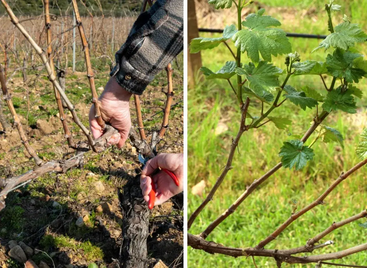 Przycinanie winogron wczesną wiosną. Dłoń z sekatorem przycina grubą, zdrewniałą łodygę winorośli. Obok młode, zielone pędy z liśćmi.