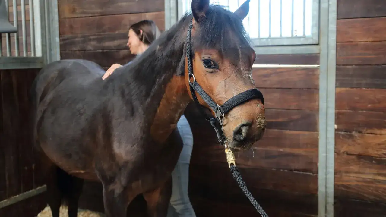 Ein braunes Pferd mit einem Halfter steht in einem Stall. Eine Frau legt ihm die Hand auf den Rücken. Das Pferd hat eine leicht schiefe Nase, was an das wry nose syndrom erinnert.