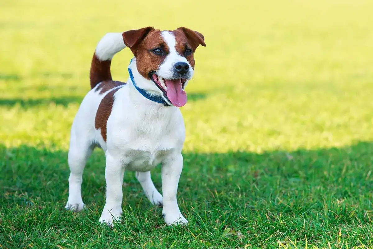 Ein fröhlicher Jack Russell Terrier steht auf einer grünen Wiese. Wie alt werden Jack Russell Terrier? Sie sind bekannt für ihre Langlebigkeit.