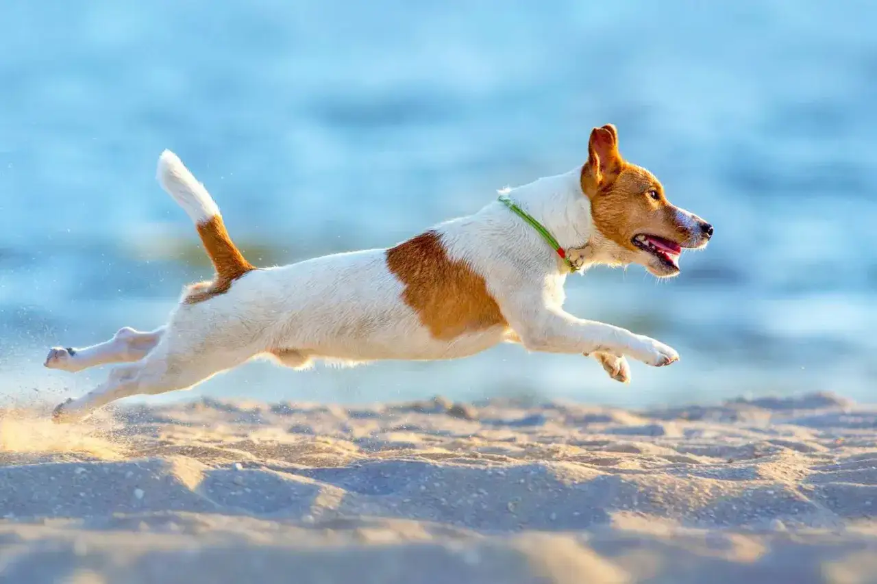 Radosny jack russell terrier w skoku na plaży. Te energiczne psy żyją długo, często ponad 15 lat.