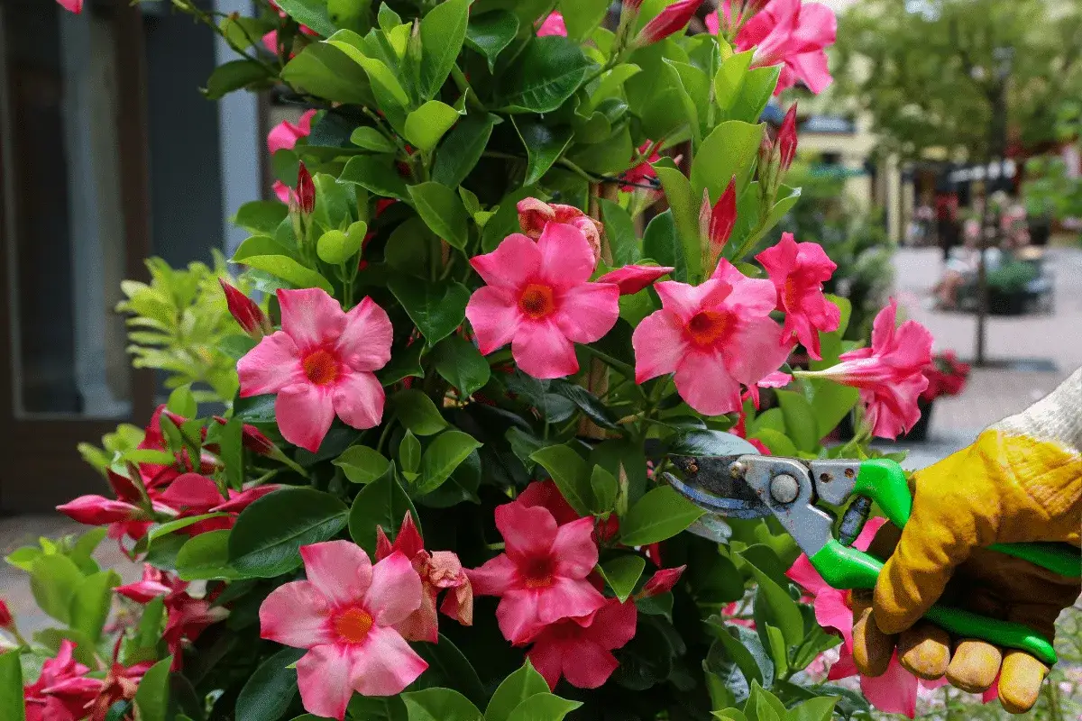 Maintenir la beaut&eacute; de ce dipladenia par une taille soign&eacute;e. Ses fleurs roses &eacute;gaient le jardin.