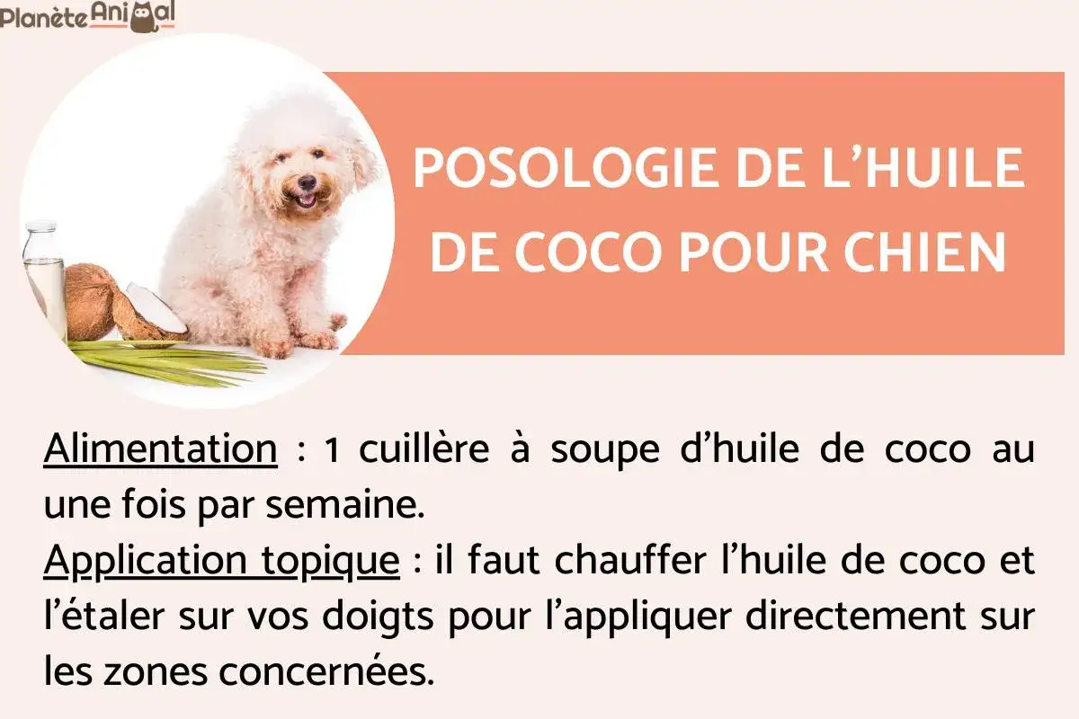 Un chien blanc à côté de noix de coco et d'huile. L'image explique la posologie de l'huile de coco pour chien, abordant les dangers potentiels.