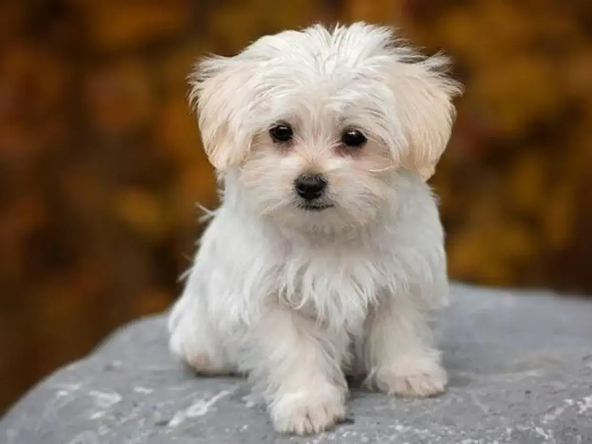 Adorable bichon maltais, tout blanc et tout doux, assis sur un rocher. Son regard est plein de curiosité.