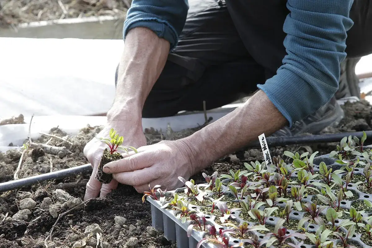 Un jardinier plante des jeunes betteraves. La saison idéale pour planter des betteraves s'étend jusqu'à fin mai, voire début juin pour certaines variétés.