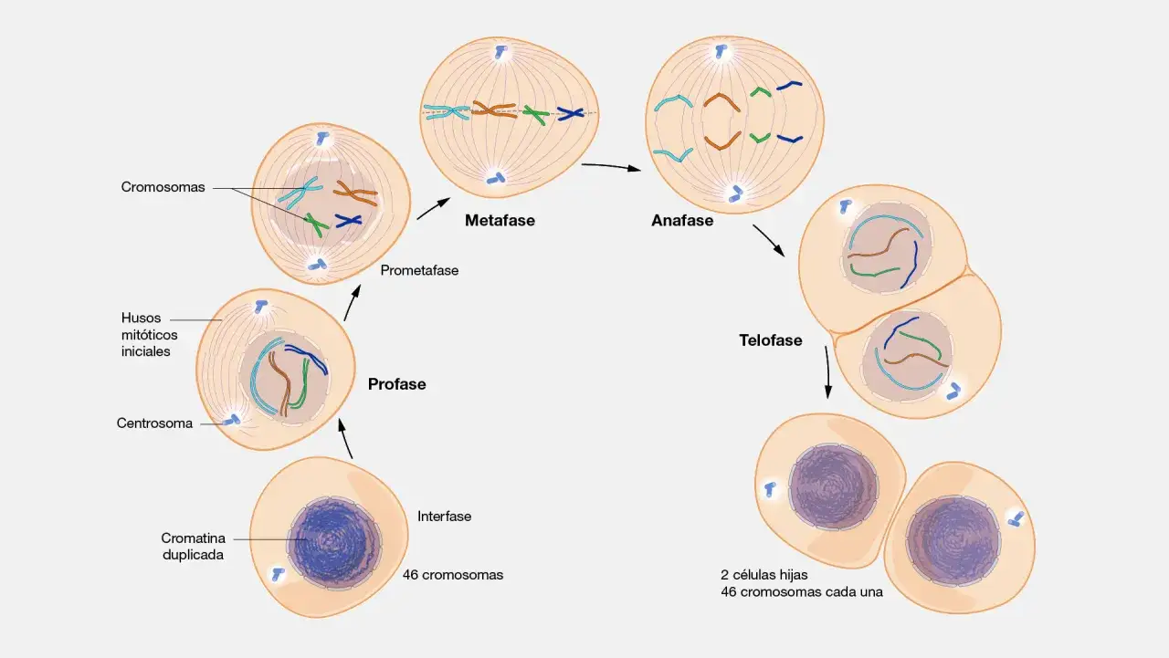 La telofase de la mitosis muestra dos células hijas formándose, cada una con su propio núcleo y cromosomas reorganizados.