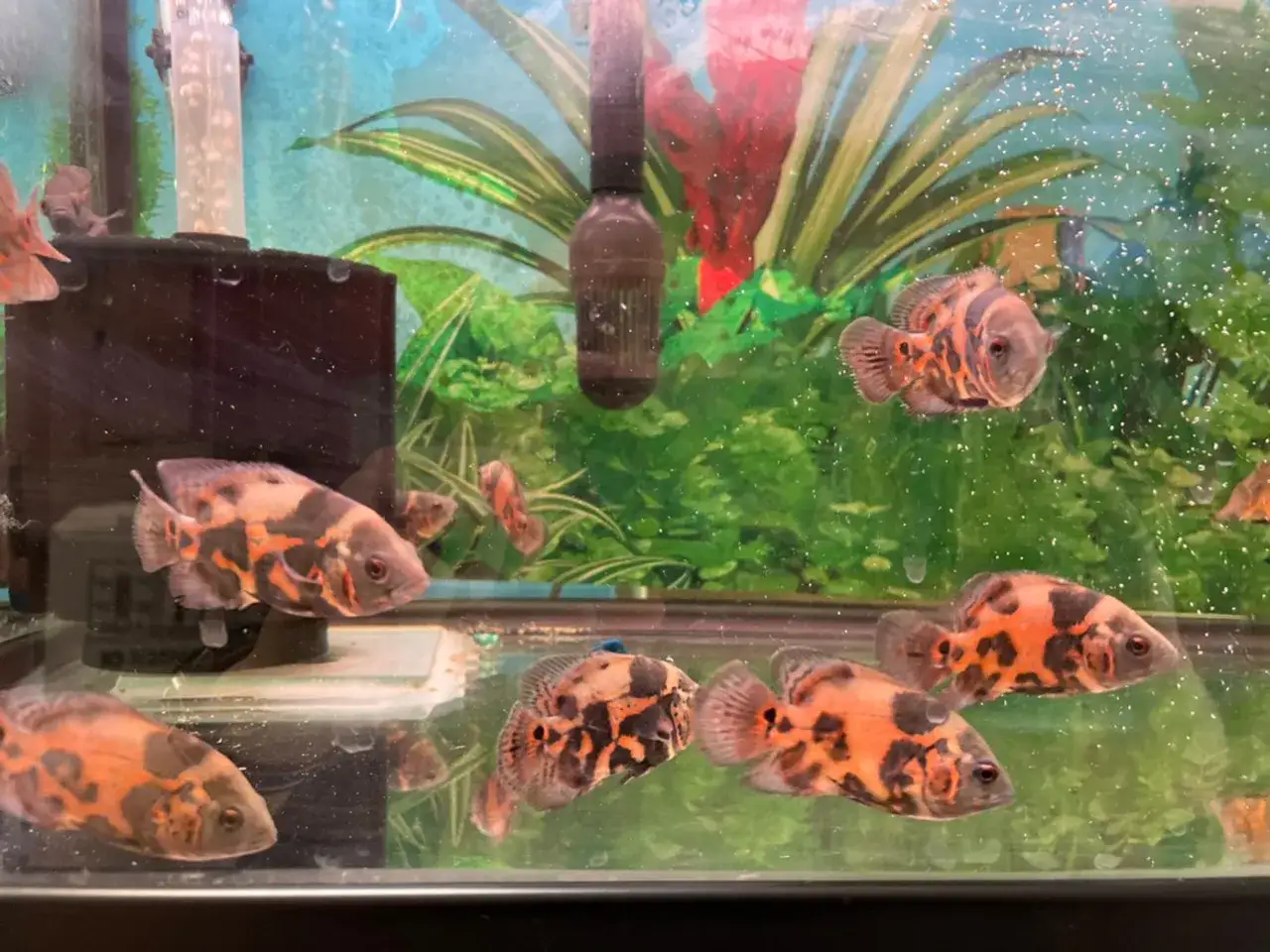 Flera oscar ciklider simmar i ett akvarium med gr&ouml;na v&auml;xter och bubblor.