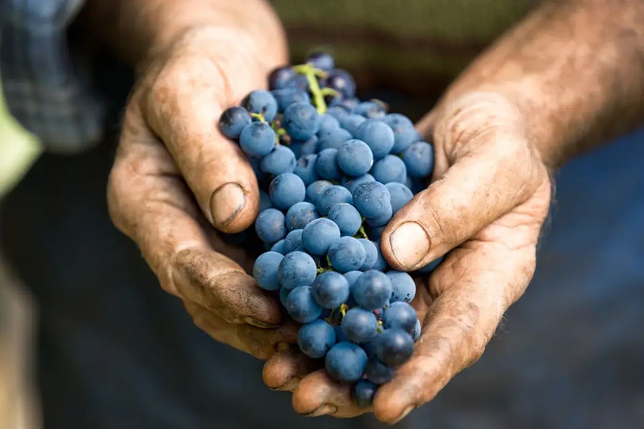 Mains terreuses d'un n&eacute;gociant en vin tenant une grappe de raisins bleus m&ucirc;rs, promesse d'un grand cru.