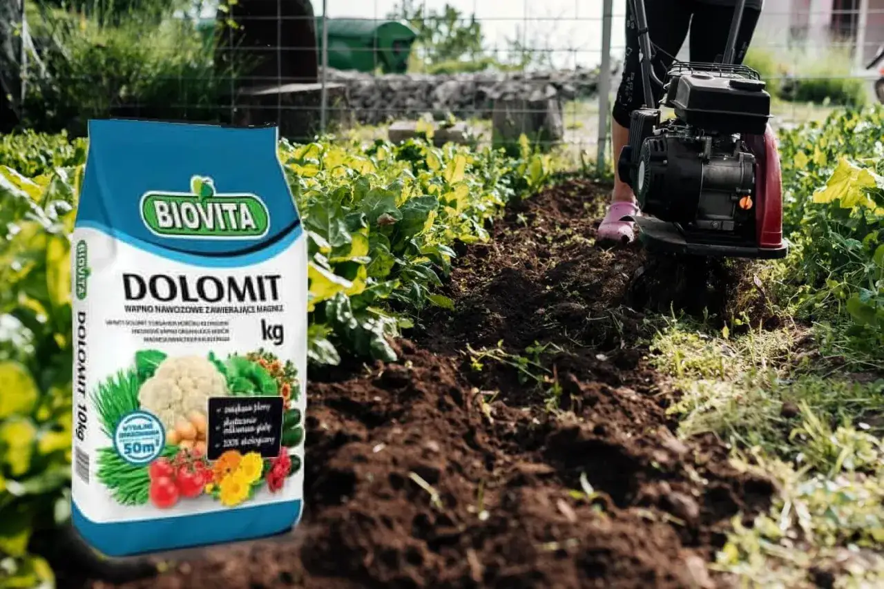Torba z nawozem dolomit na trawnik obok grządek, gdzie w tle pracuje glebogryzarka.