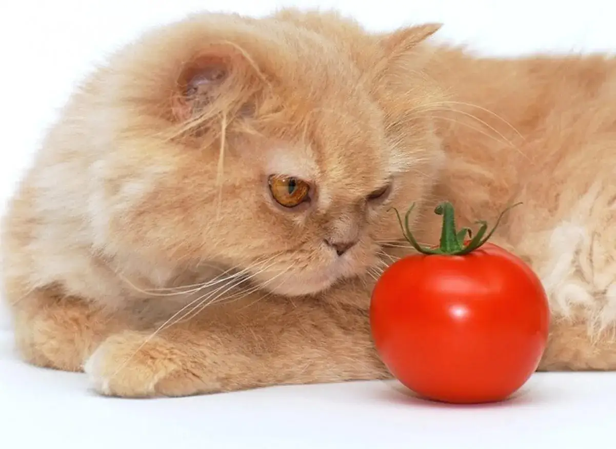 Gato persa naranja mira un tomate rojo, explorando si los gatos pueden comer tomate.