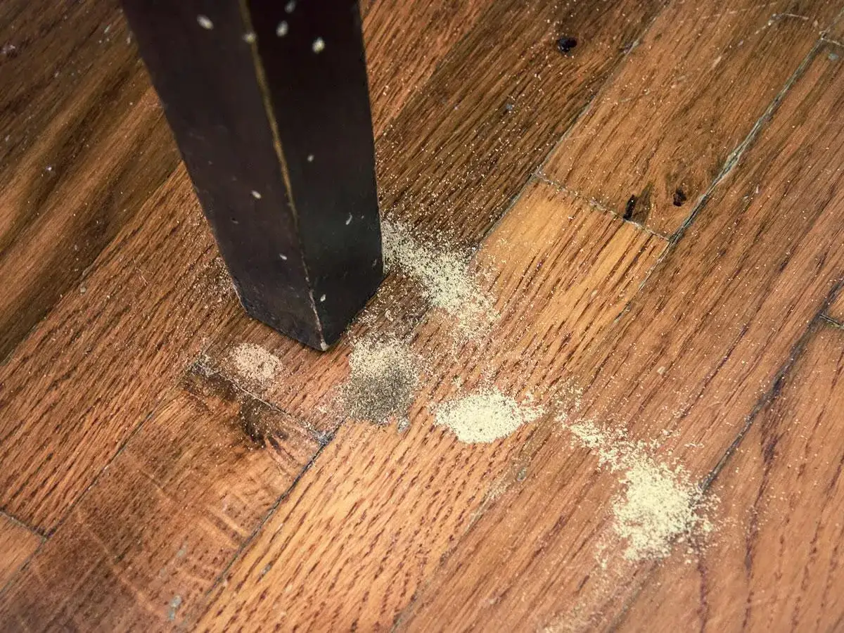 Segni di tarme del legno sul parquet. La polvere fine indica la presenza di questi insetti che infestano il legno.
