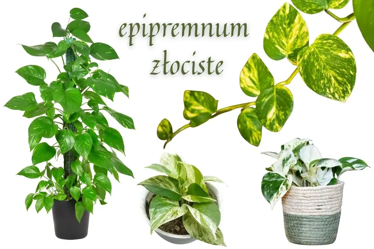R&oacute;żne epipremnum odmiany: pnące, z plamistymi liśćmi i w ozdobnym koszu.