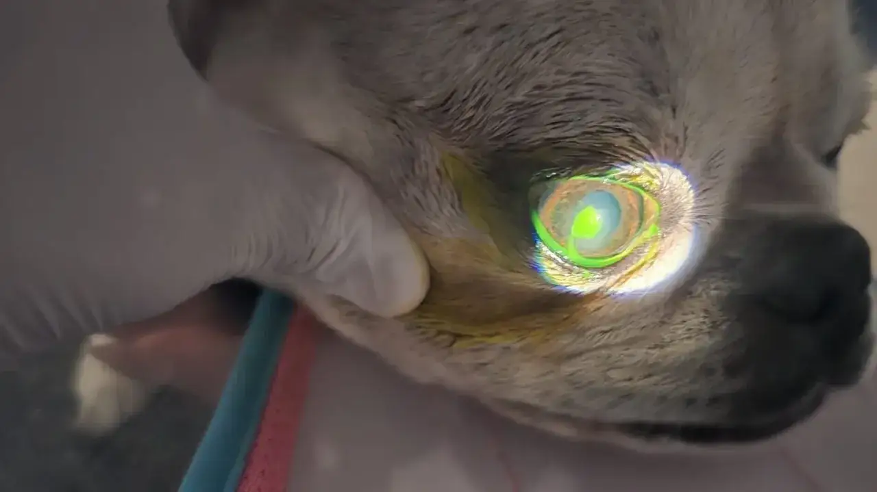 Tierarzt untersucht die Augen eines Hundes nach einem Schlaganfall. Ein gr&uuml;nes Licht leuchtet auf das Auge.